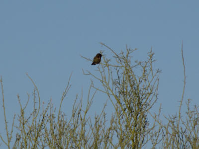 Female Hummingbird