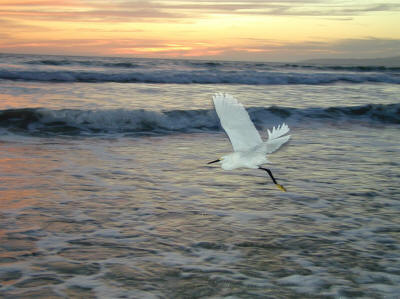 Heron in the Surf (Puerto Vallarta)